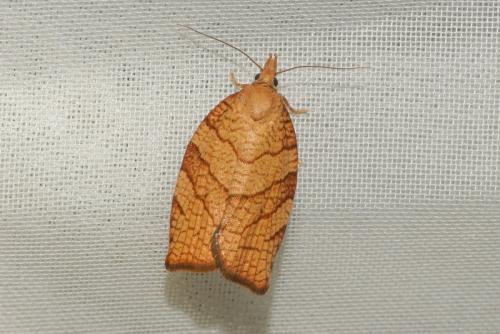 Pandemis corylana